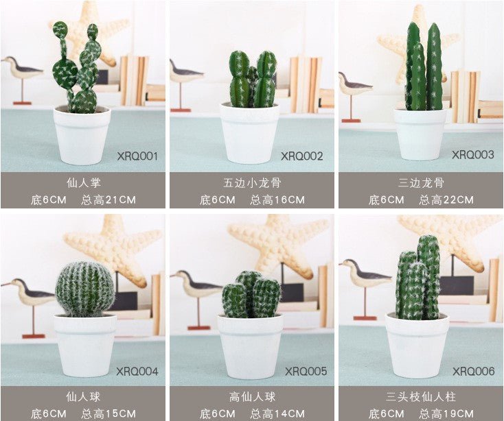 Foam Cactus - Yorkn Inc✅