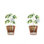 2 Pack Glass Plant Watering Globes view 3