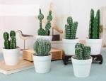 Foam Cactus view 2